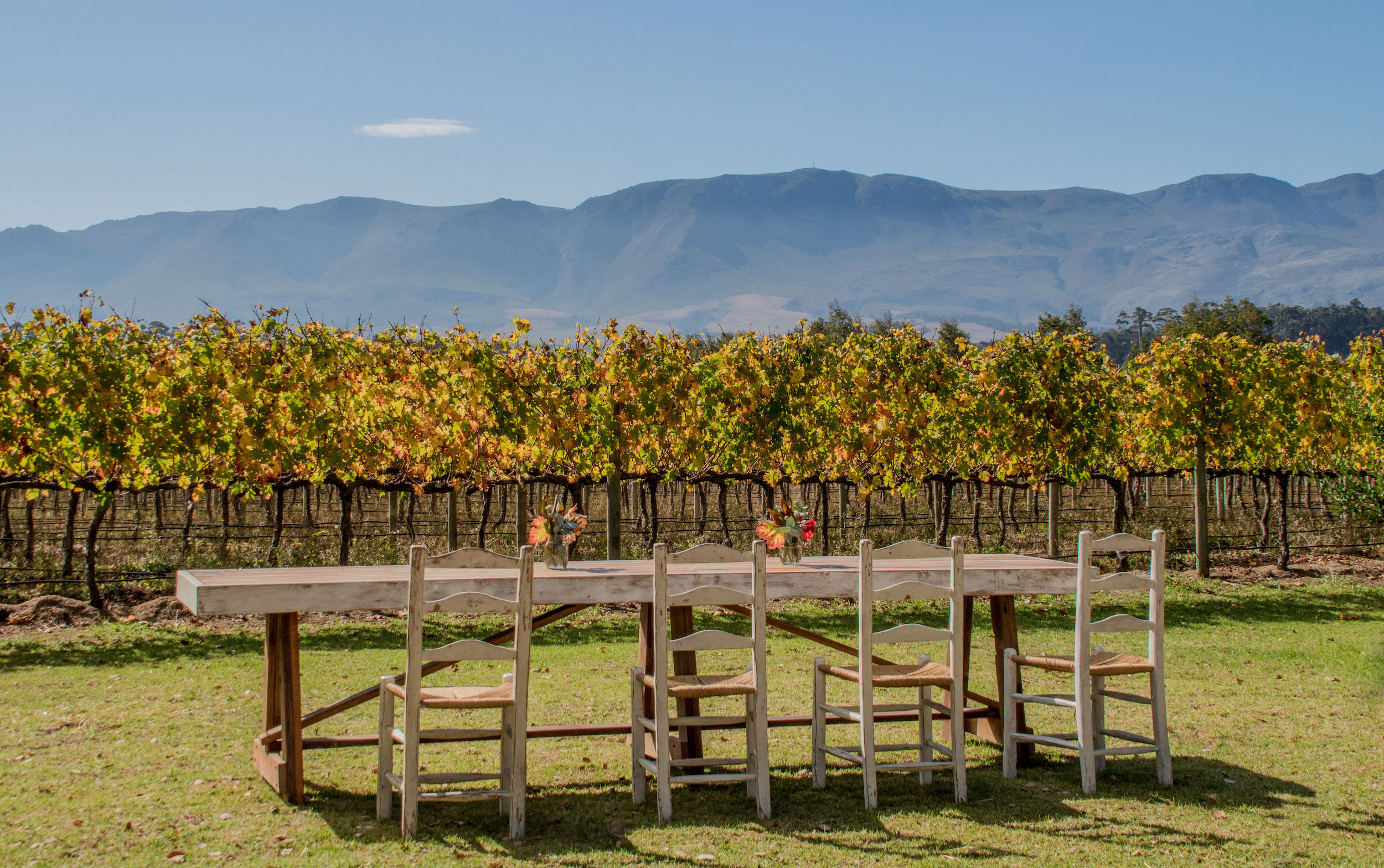 Harvest Table in Vineyard