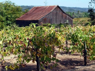 Vineyard Sonoma Valley Vineyard and Barn